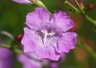 Purple Gerardia - Photo by Doug Kimball
